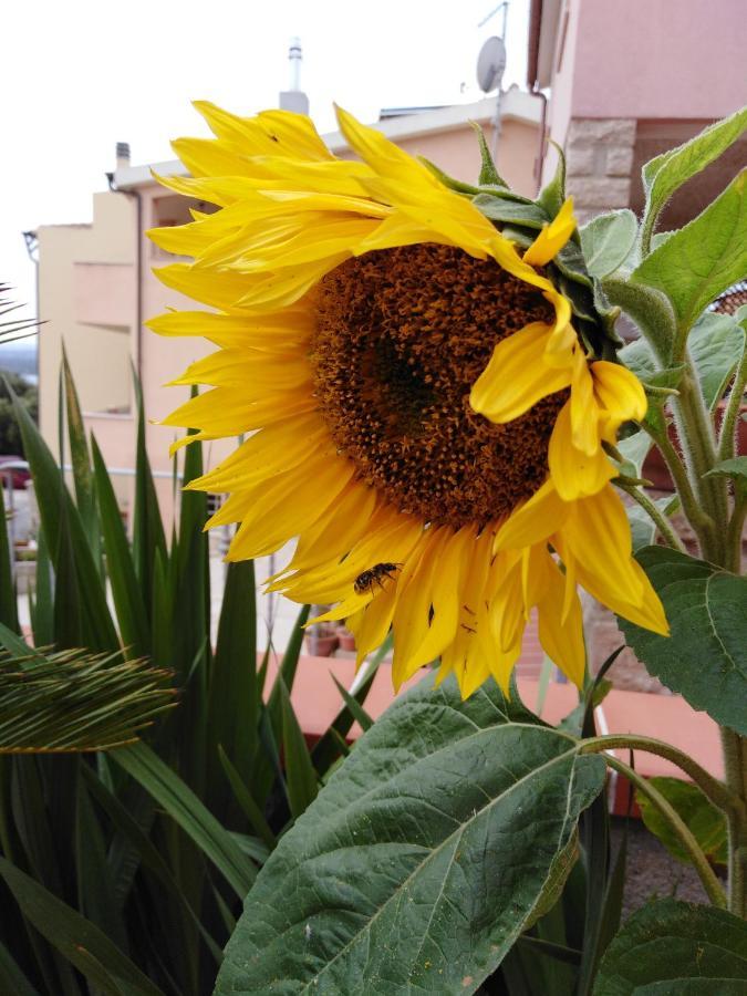 Bed and Breakfast The Roses Garden La Maddalena  Esterno foto