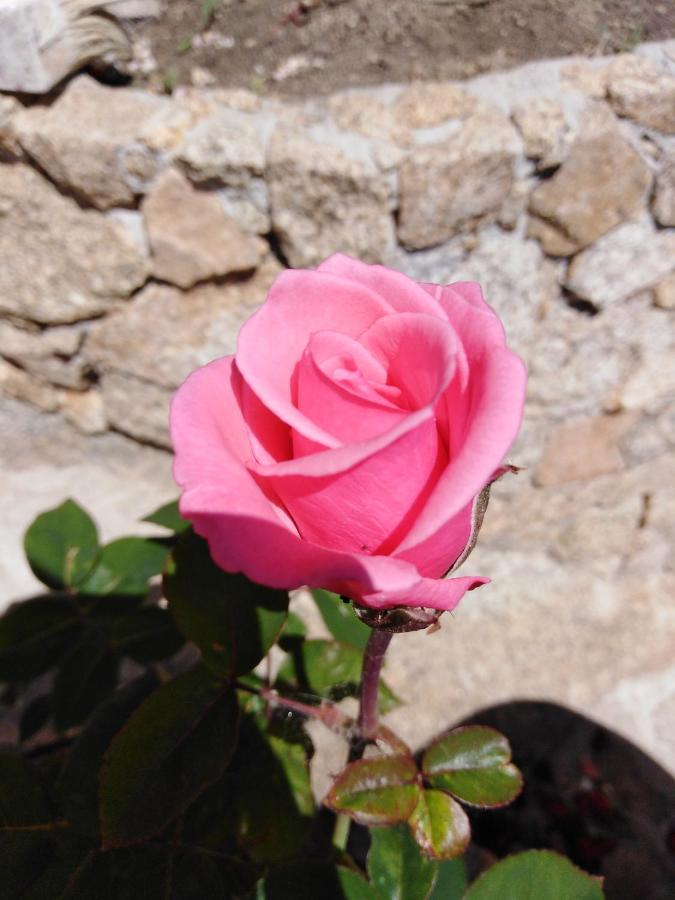 Bed and Breakfast The Roses Garden La Maddalena  Esterno foto